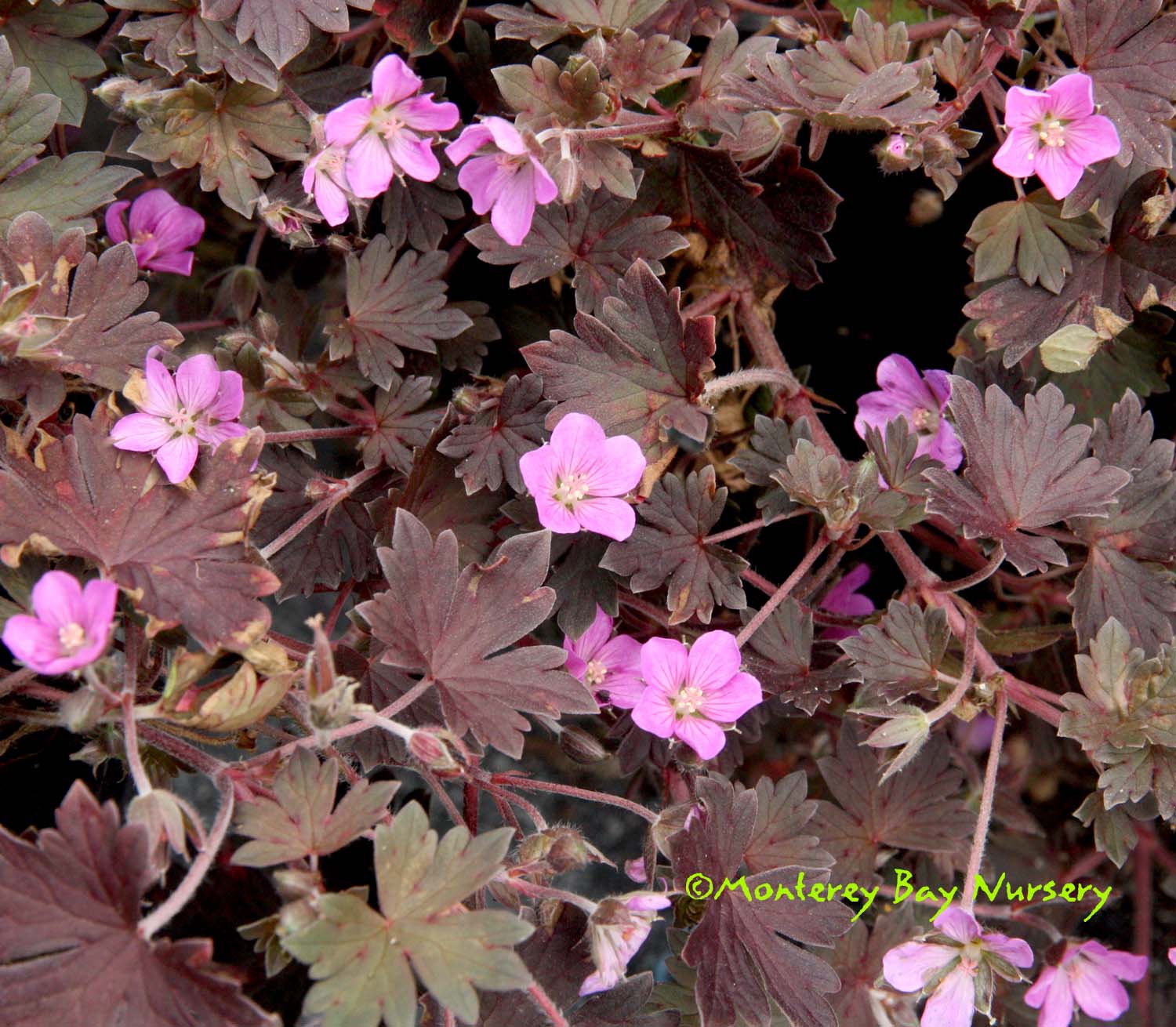 Geranium 'Bob's Blunder'